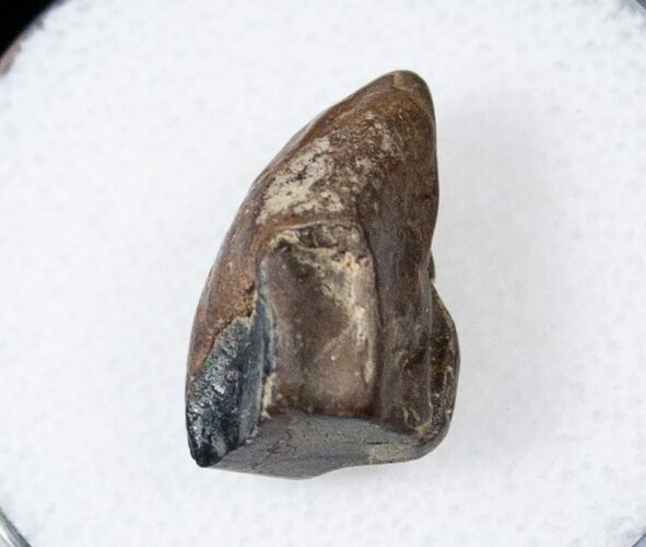 Ceratopsid Dinosaur Tooth - Judith River #17646